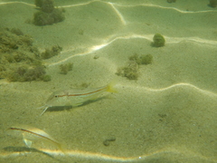 Mullus barbatus