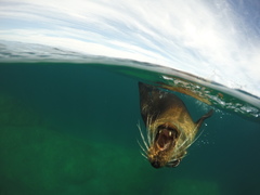 California Sea Lion photo 5