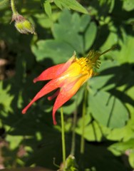 Aquilegia elegantula