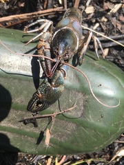 Lacunicambarus diogenes