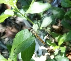 Brachydiplax farinosa