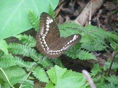 Tanaecia trigerta