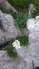 Achillea clavennae