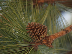 Pinus hartwegii