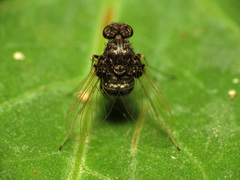 Chrysopilus basilaris