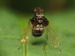 Chrysopilus basilaris