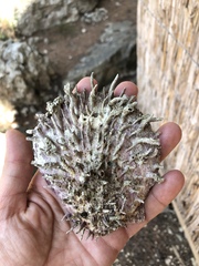 Spondylus gaederopus