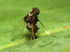 Chrysopilus basilaris