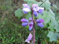 Lupinus montanus
