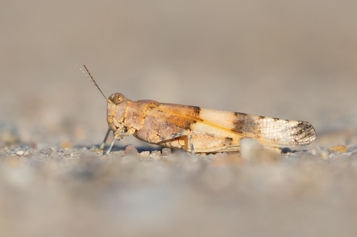 Sphingonotus savignyi