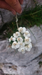 Achillea clavennae