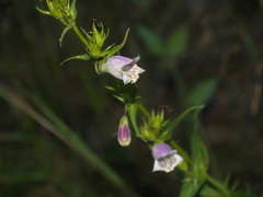Penstemon leonensis