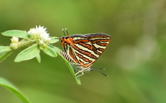 Cigaritis vulcanus vulcanus