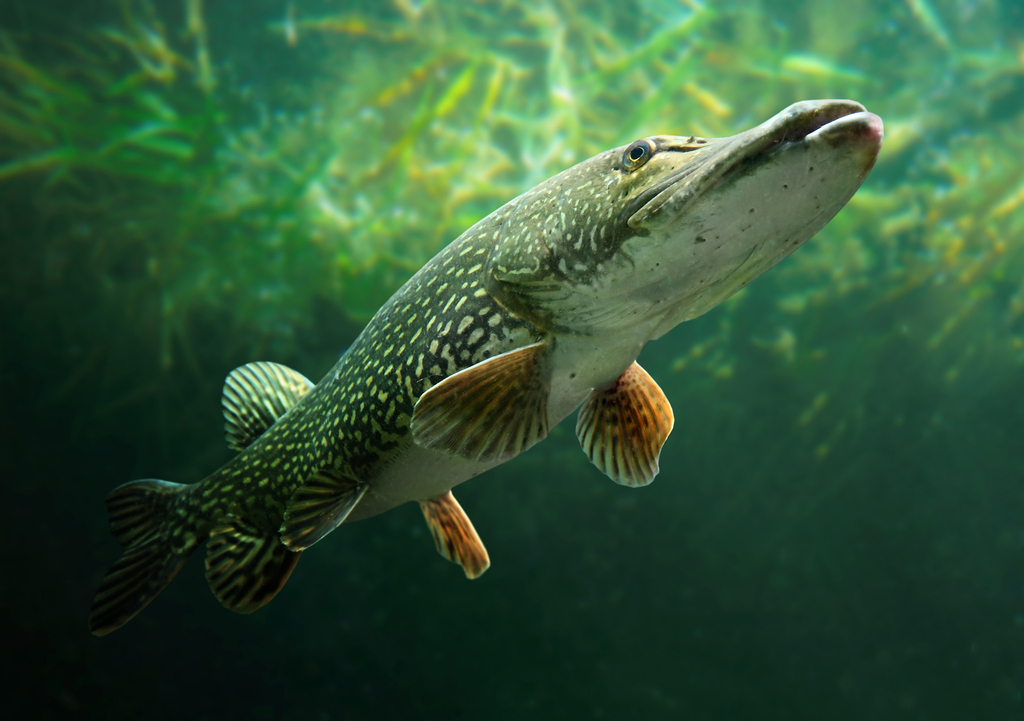 Northern Pike (Esox lucius) · iNaturalist