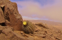 Copiapoa atacamensis