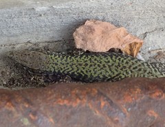 Podarcis muralis maculiventris