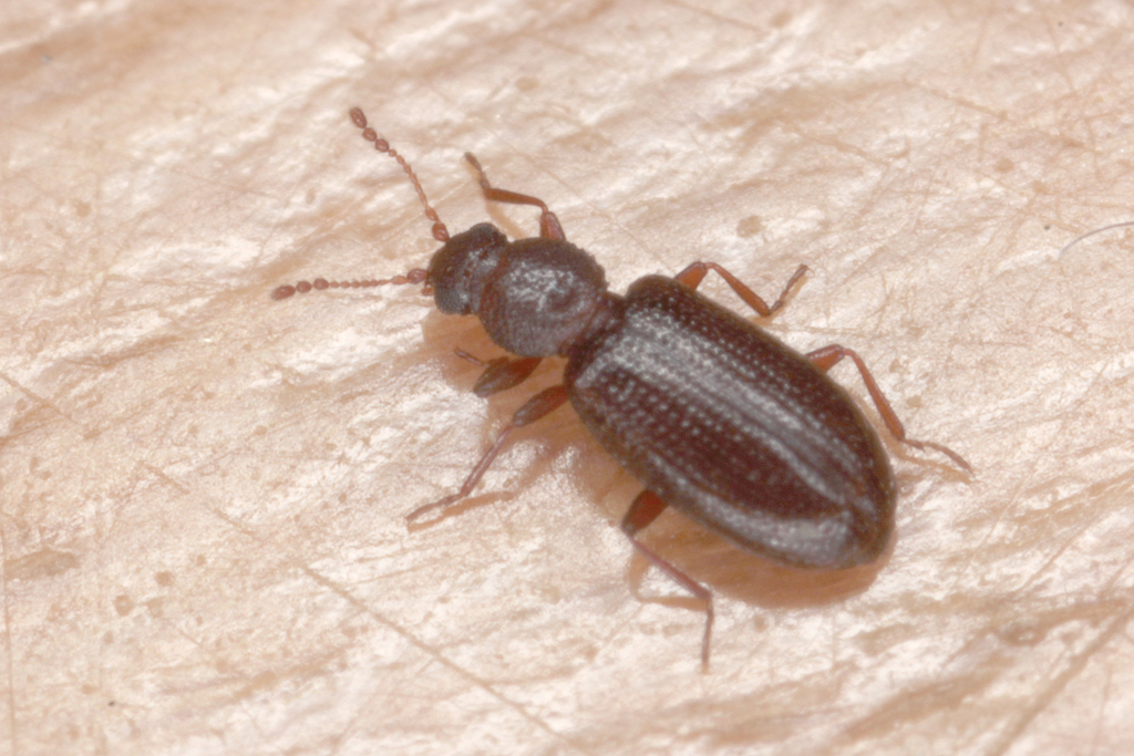 Corticaria longicornis