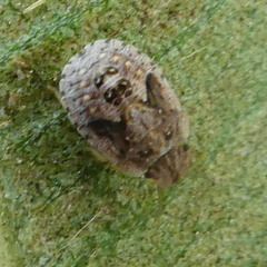 Sciocoris sideritidis