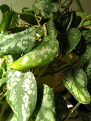 Scindapsus pictus