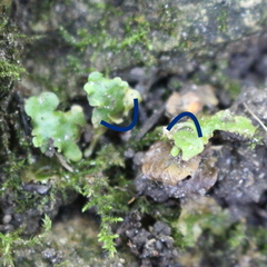 Lunularia cruciata