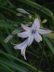 Triteleia clementina