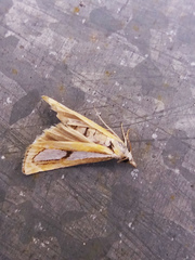 Catoptria
