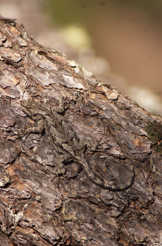 Shannons' Spiny Lizard