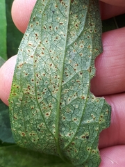 Puccinia jaceae