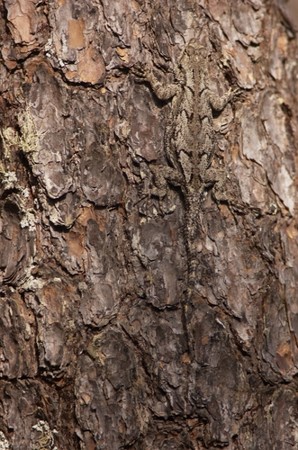 Shannons’ Spiny Lizard