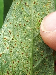 Puccinia jaceae