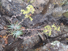 Dudleya virens virens