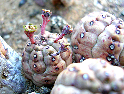 Euphorbia pseudoglobosa, photograph 3