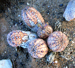 Euphorbia pseudoglobosa, photograph (c) YvettevWijk, some rights reserved (CC BY)