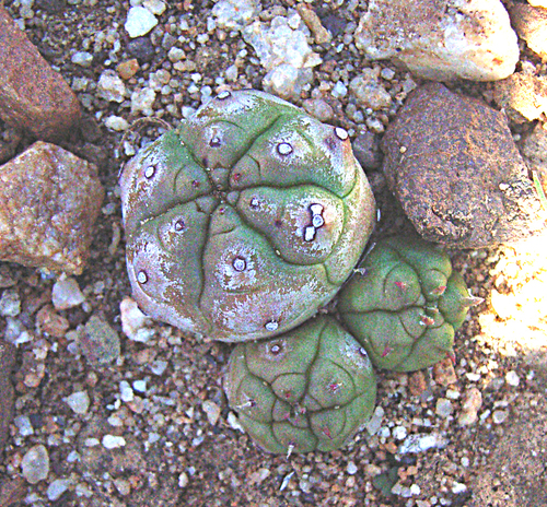 Euphorbia pseudoglobosa, photograph 5