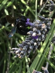 Xylocopa iris