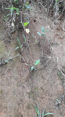 Persicaria chinensis