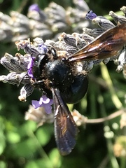 Xylocopa iris