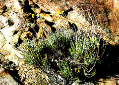 Euryops othonnoides