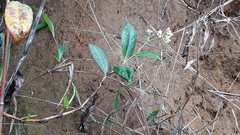 Persicaria chinensis