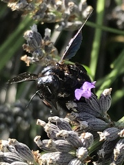 Xylocopa iris
