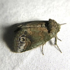 Rifargia subrotata