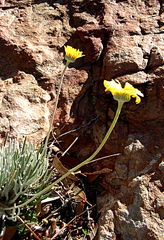 Euryops othonnoides