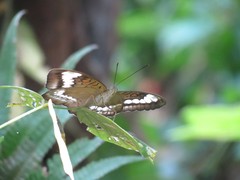 Tanaecia trigerta