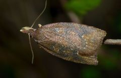 Planotortrix