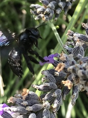 Xylocopa iris