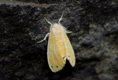 Artaxa guttata