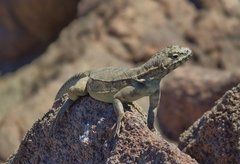 Microlophus atacamensis