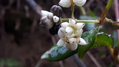 Persicaria chinensis