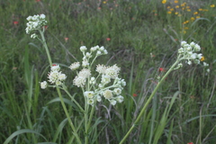 Hymenopappus