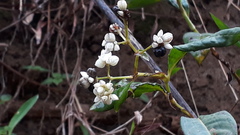 Persicaria chinensis
